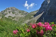 03 Rododendro irsuto (Rhododendron hirsutm) con vista sul Mandrone e in Corna Piana